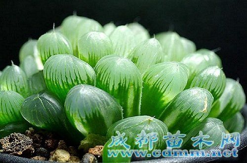 多肉植物的品種有哪些?多肉植物怎麼養護?