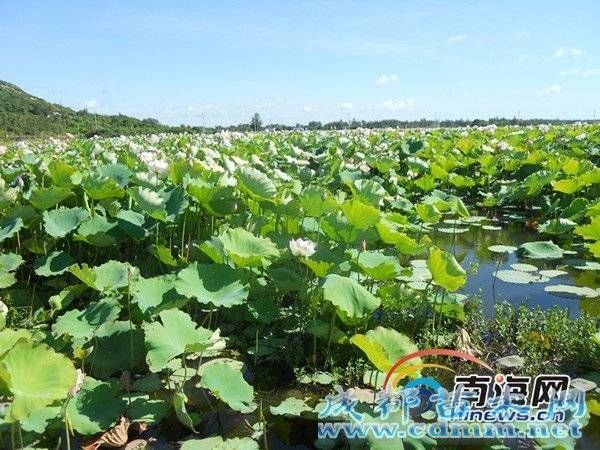 英豪半岛湿地荷叶如伞，荷花粉红