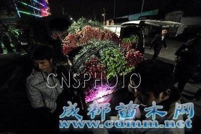 云南：亚洲花都斗南镇因鲜花交易昼夜颠倒